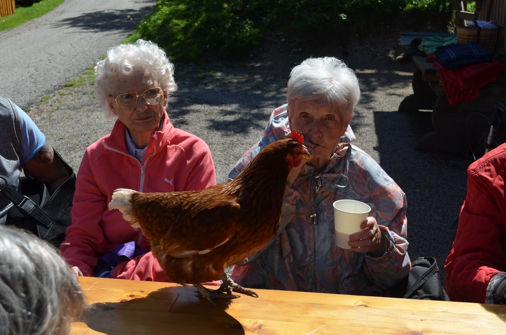 eine Huhn auf dem Tisch
