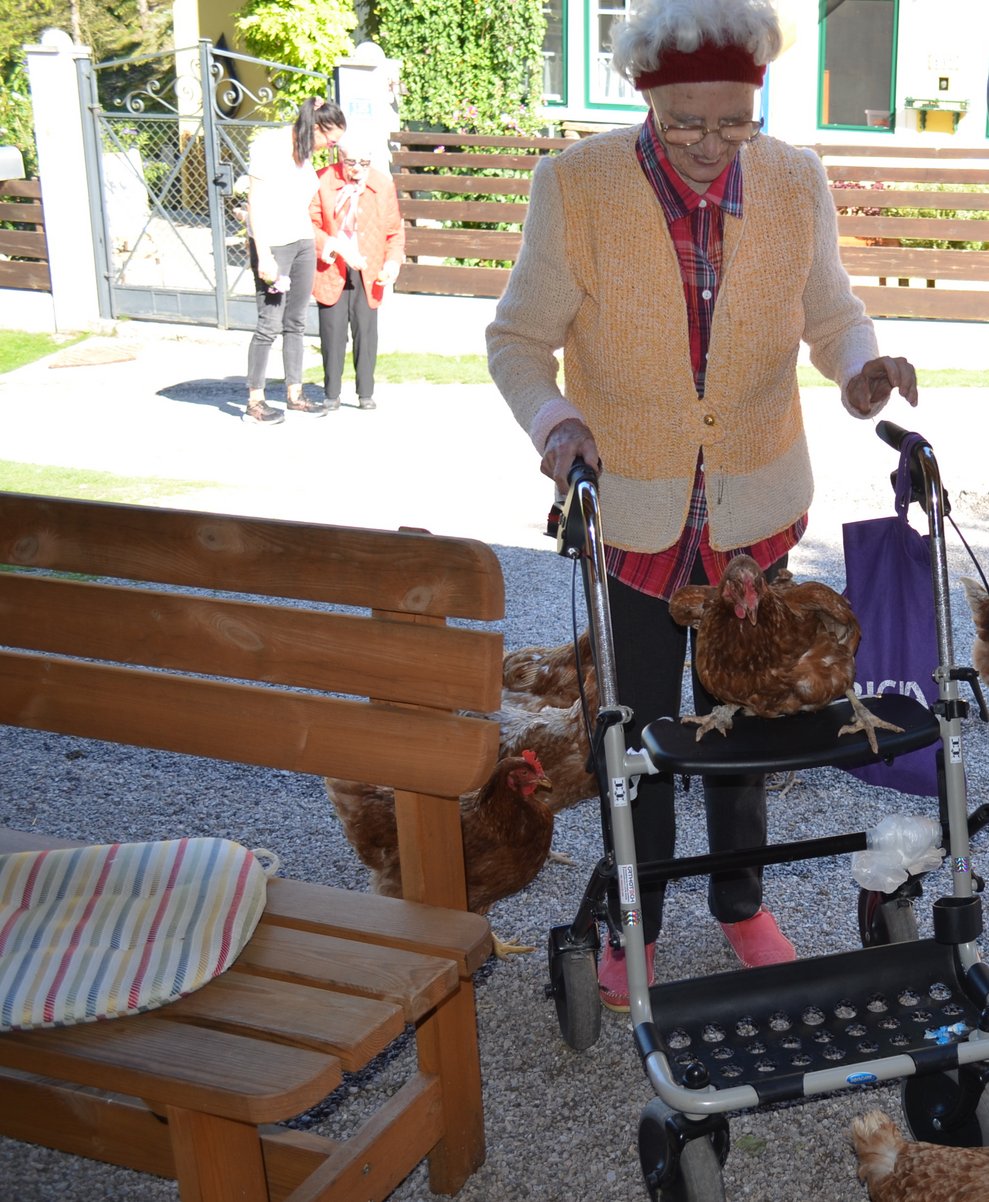 Huhn auf Rollator.