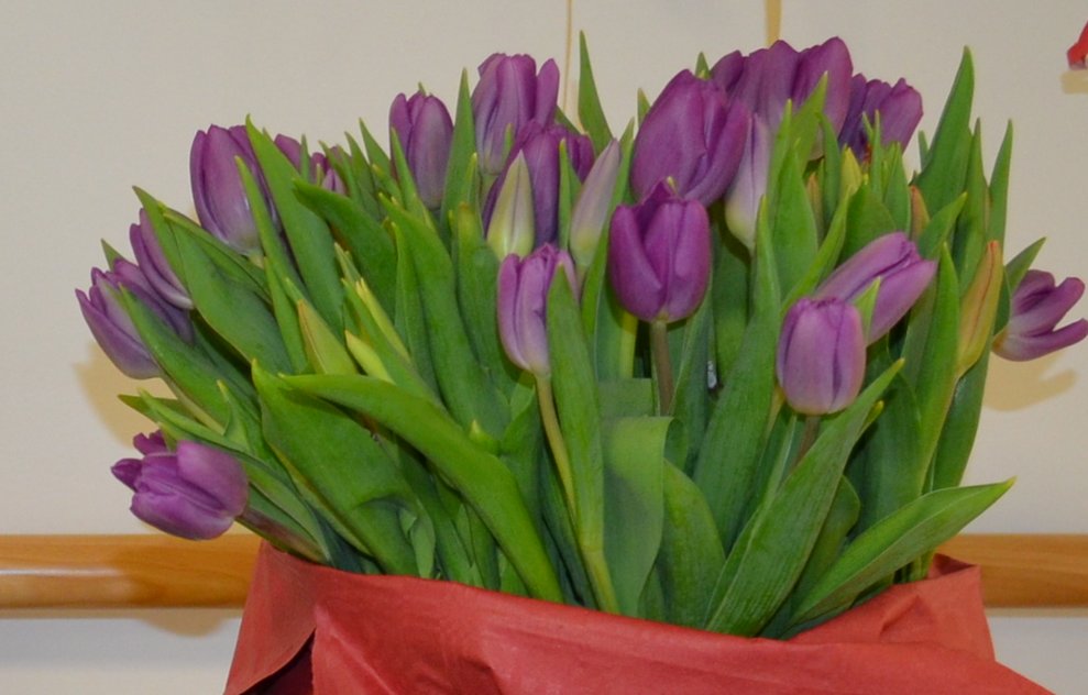 Tulpen