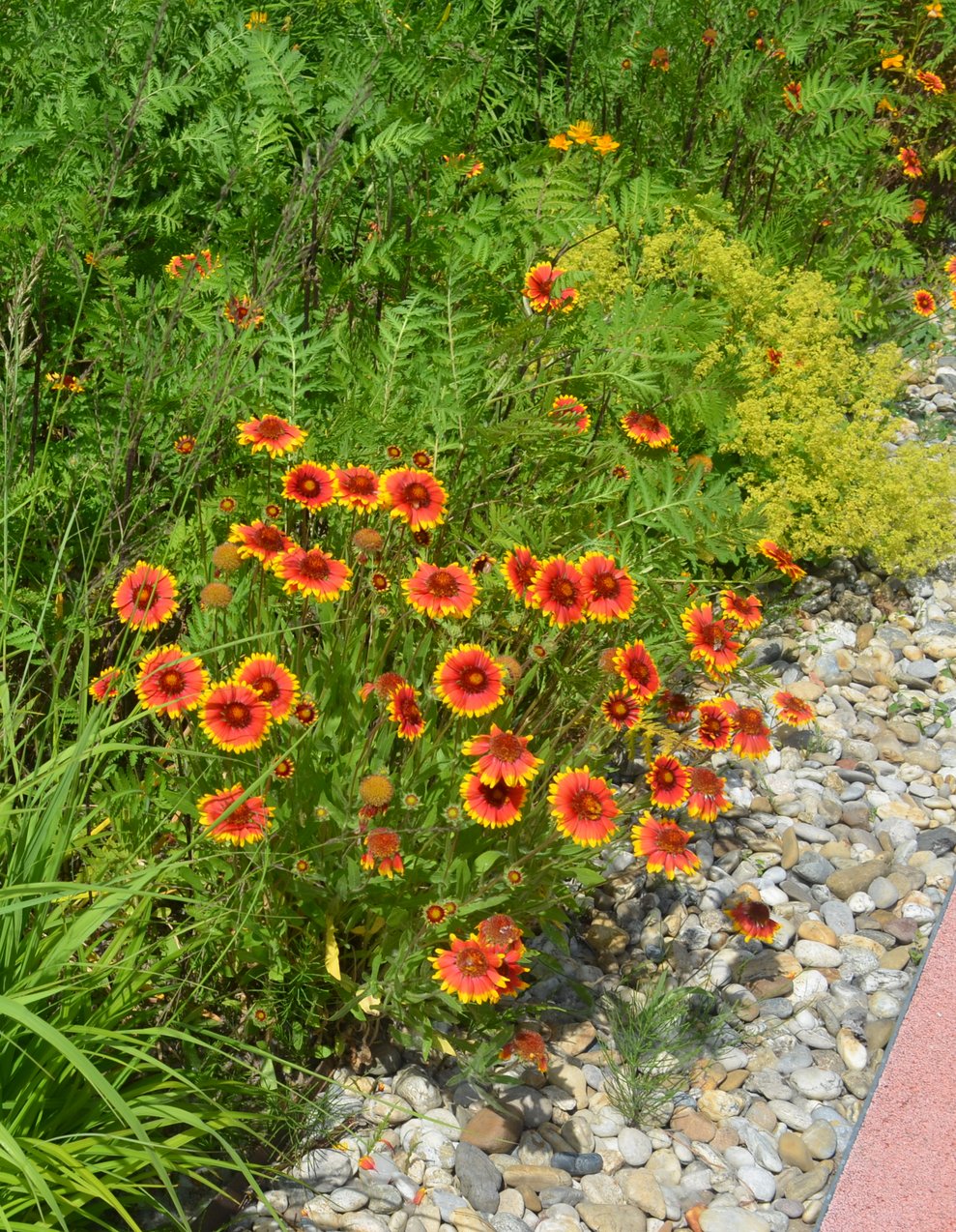 farbenprächtige Blumen