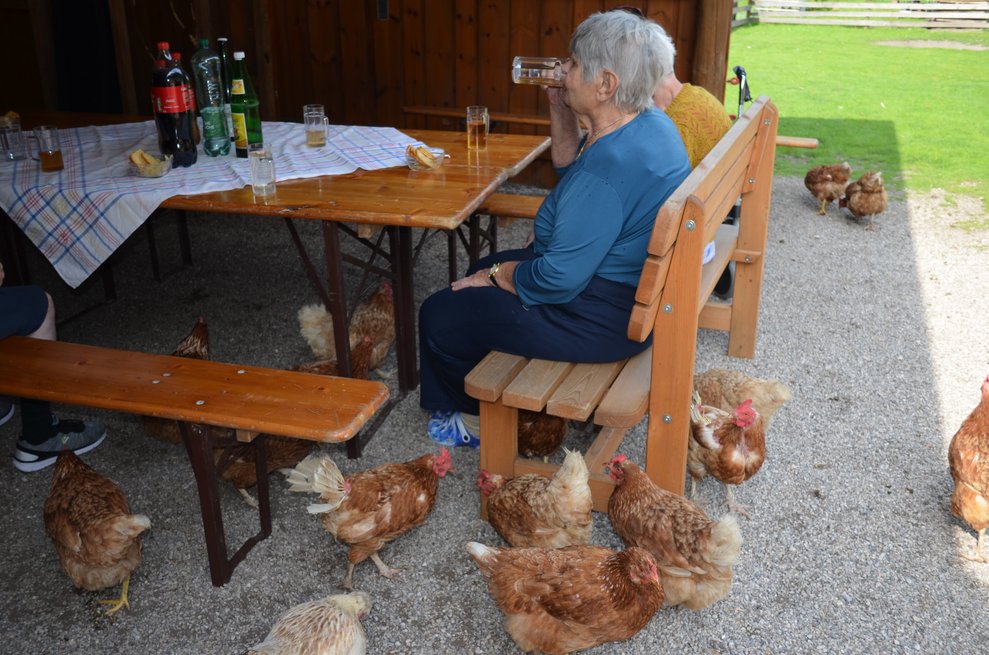 ein Tisch umringt von Hühnern.