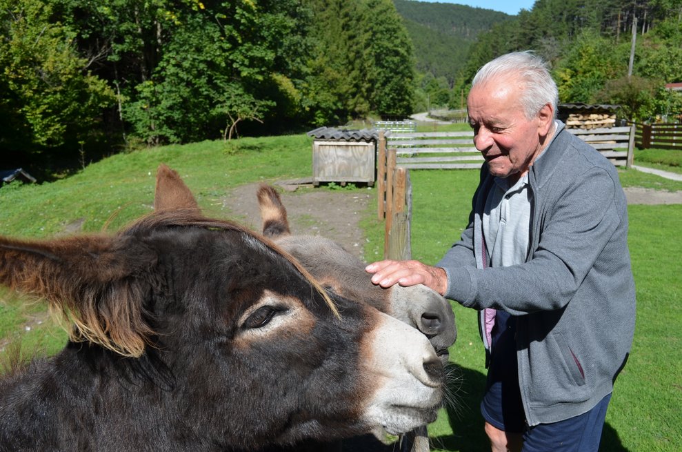 Esel werden gestreichelt. 