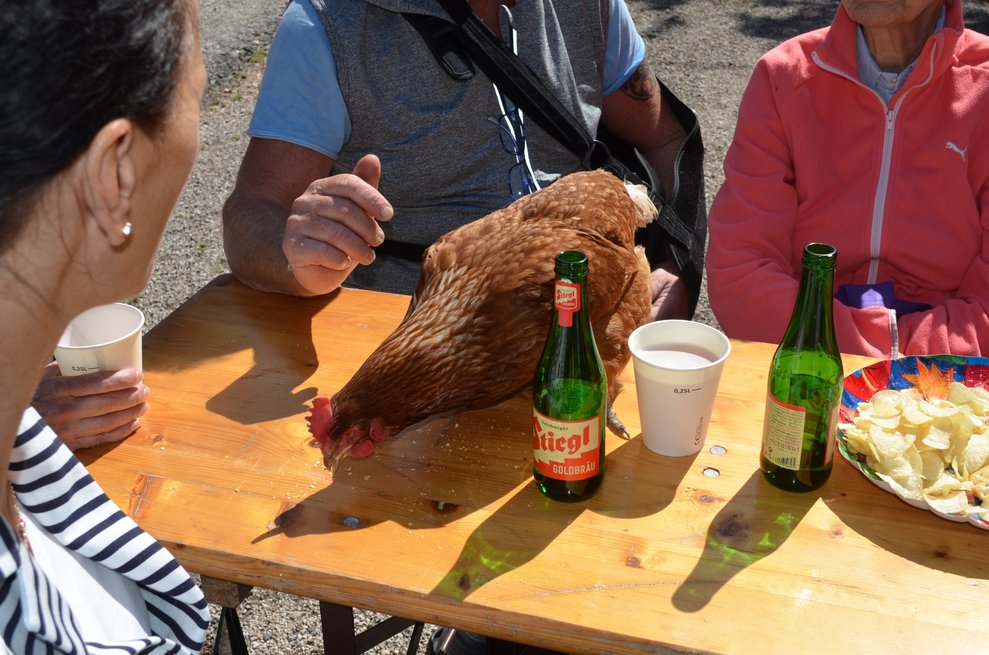 die Henne am Tisch