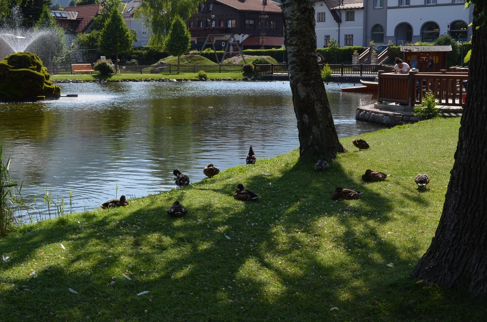 Ein Teich im Sonnenlicht, auf der Wiese im Schatten sitzen einige Enten.