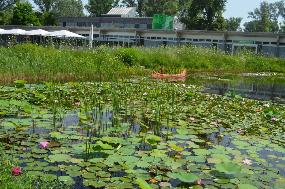 Seerosenteich