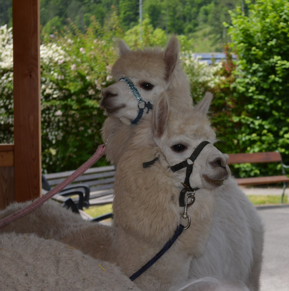 Alpakas auf der Terasse