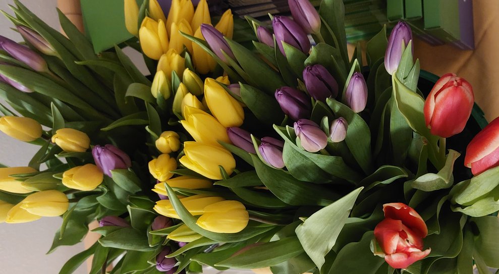 bunte Tulpen