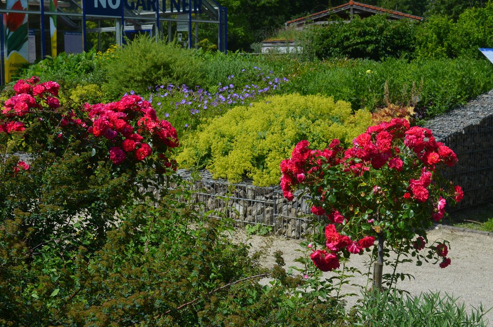 farbenprächtige Rosen