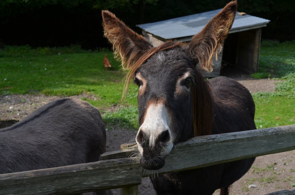 ein Esel
