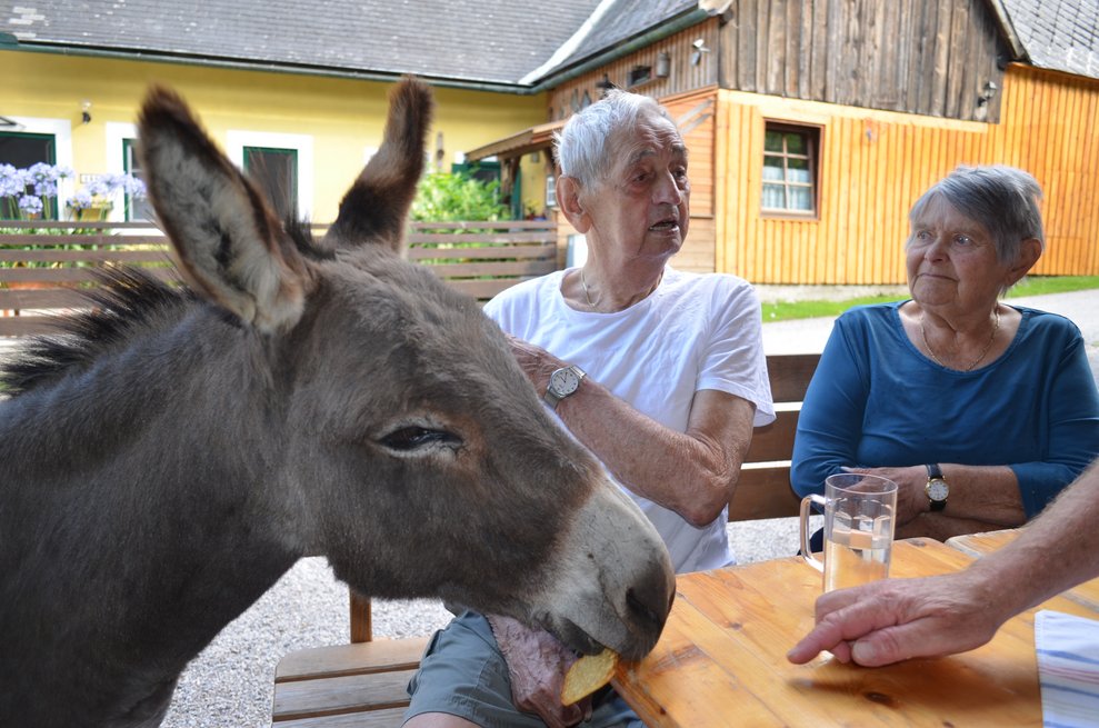 Esel beim Tisch